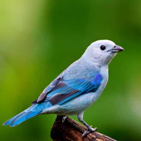 1 blue gray tanager
