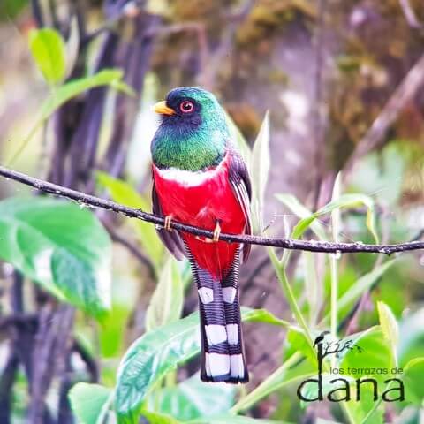 17 Masked Trogon Male