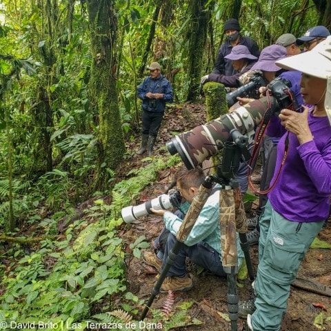 Antpitta Spot