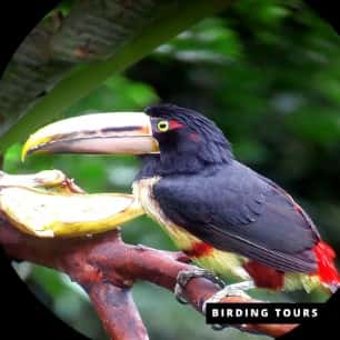 Aracari Toucan