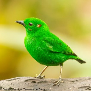 Glistening green Tanager 1