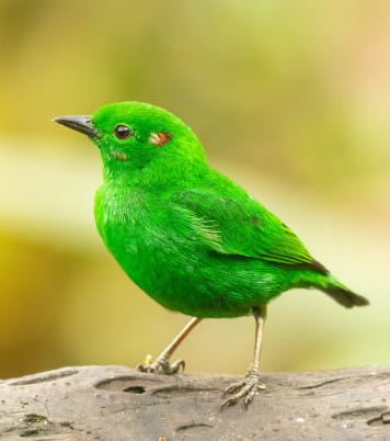 Glistening green tanager