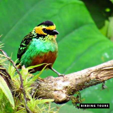 Golden eared Tanager dana