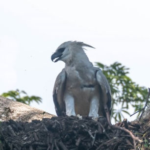 Harpy Eagle 306