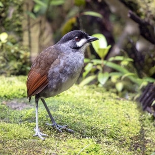 Jocotoco Antpitta 1