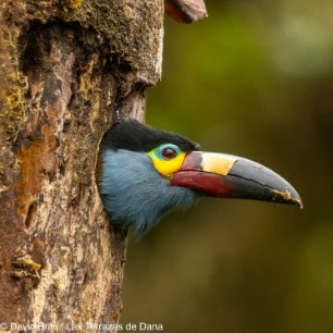 Plate billed Mountain Toucan 1