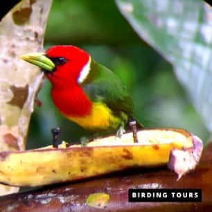 Red Headed Barbet 1