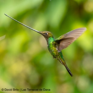 Sword billed Hummingbird