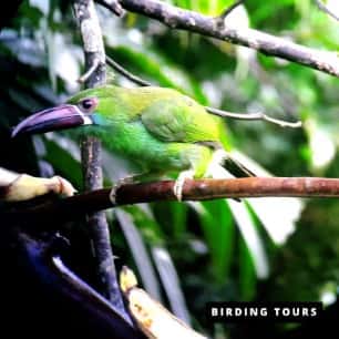 Toucanet 306