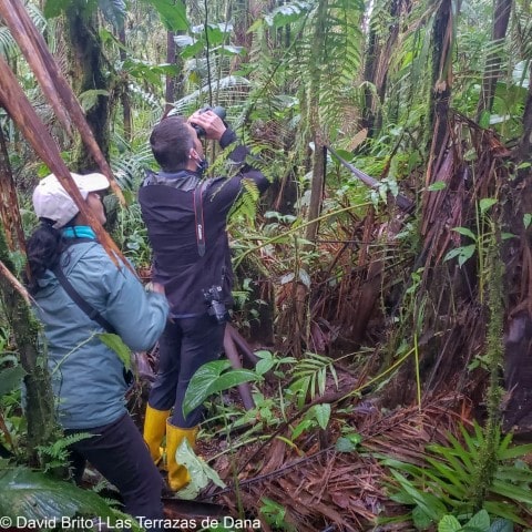 Umbrellabird Searching