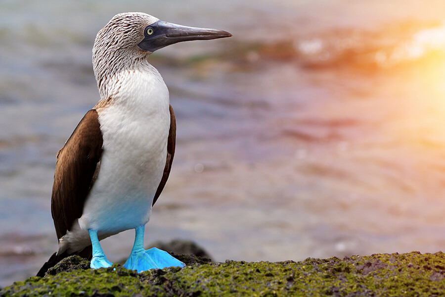 galapagos birds