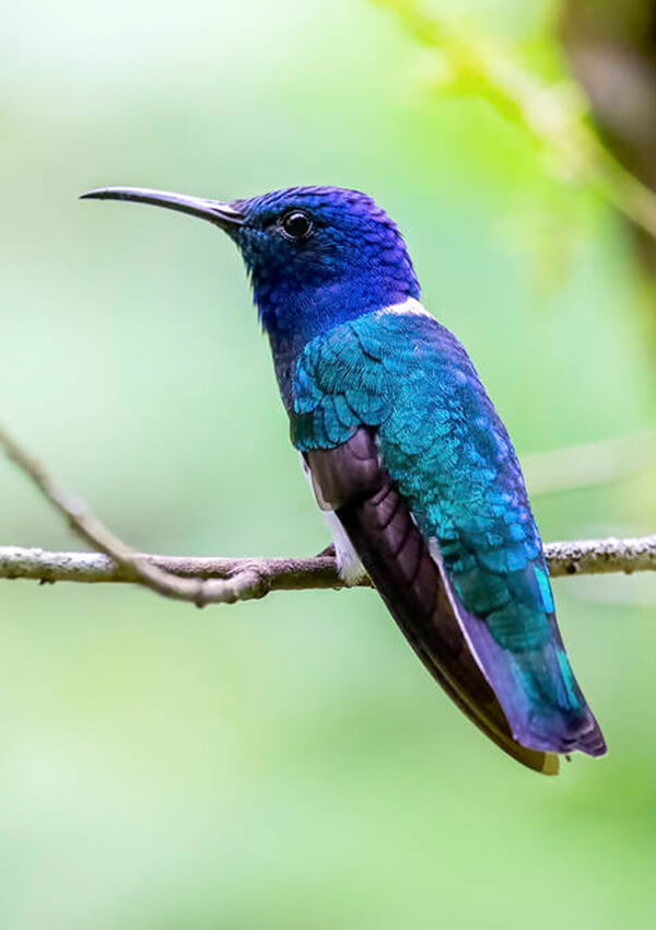 mindo forest galapagos bird watching tours