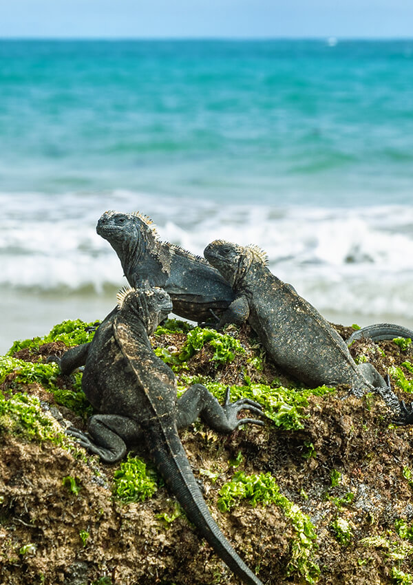 mindo forest galapagos wildlife