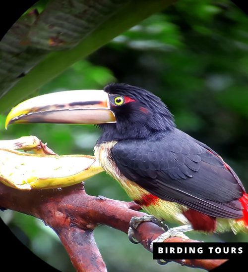 Special-Birding-Tour-4-days.jpg